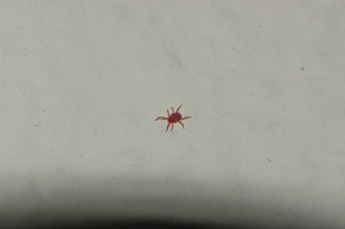 Erythraeidae: Balaustium?